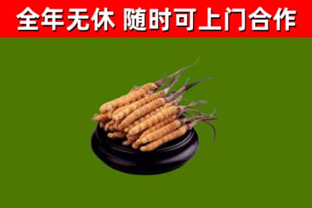 梁溪烟酒回收冬虫夏草.jpg